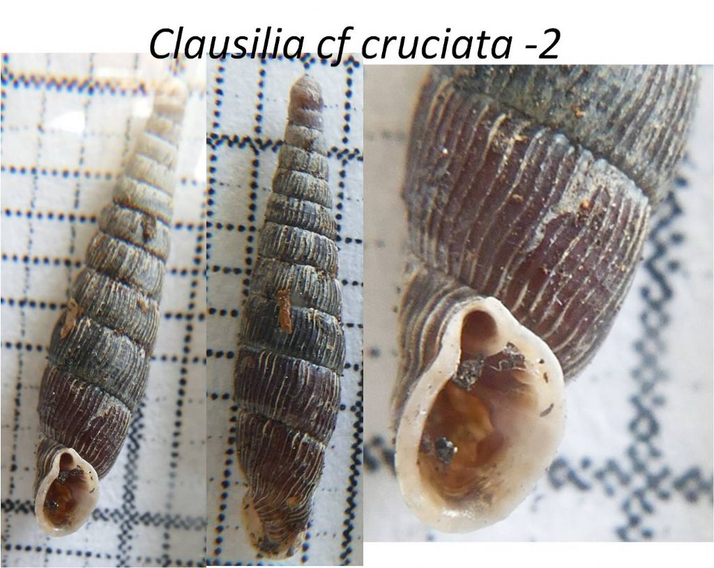 Clausilia san francesco